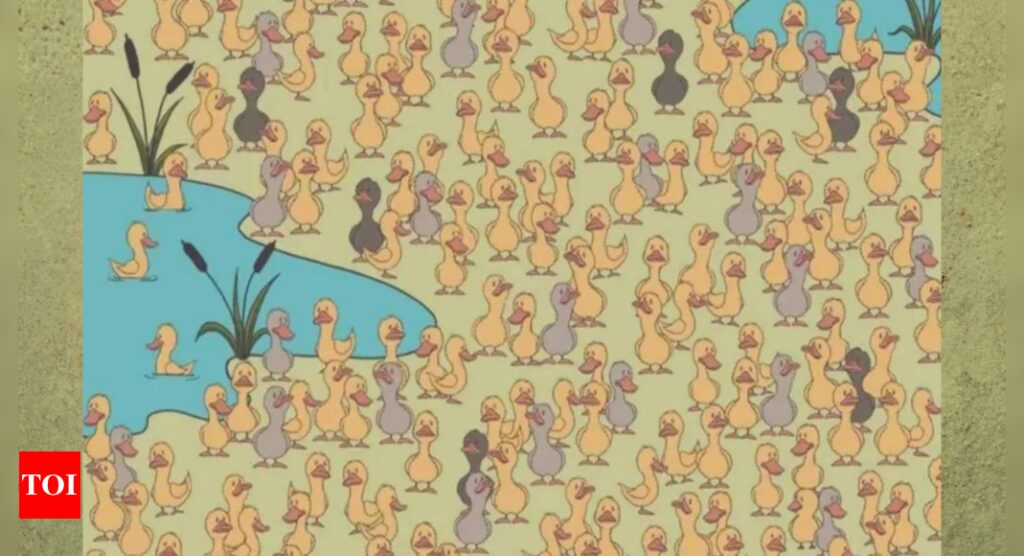 Optical Illusion: You have 20/20 vision if you can find the hidden chick amongst these ducks |