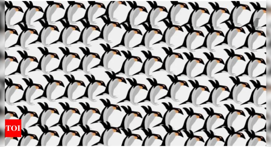 Brain Teaser: Do you see a crow hidden amongst so many cute penguins? |