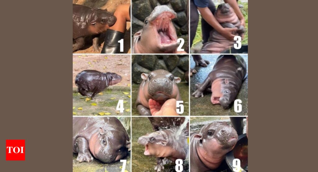 Moo Deng Baby Hippo: Your favorite picture of baby hippo Moo Deng can say a lot about you |