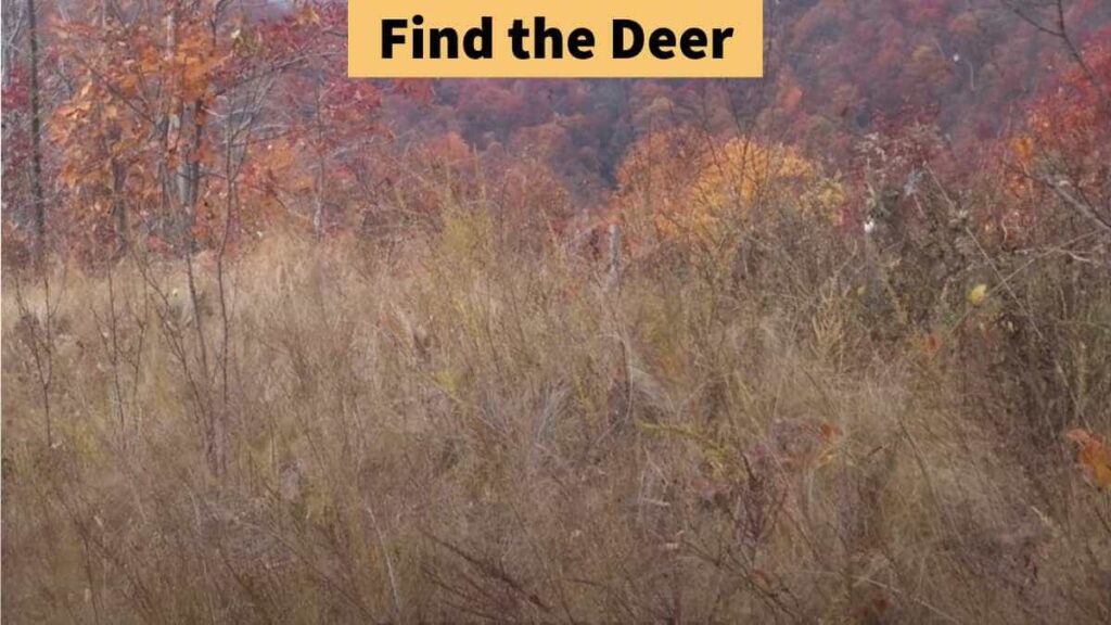 Optical Illusion - Find the deer in the forest in 7 seconds!