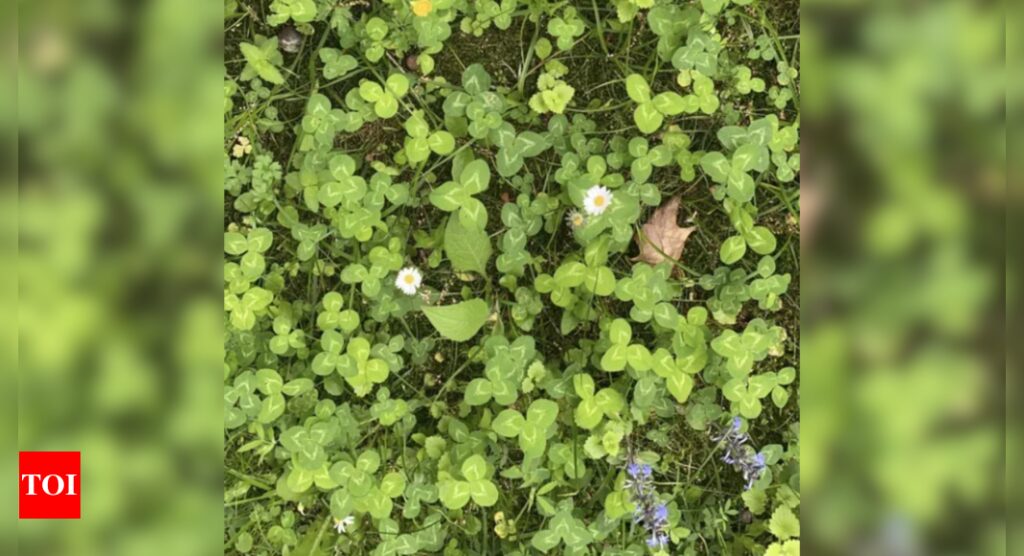 Optical Illusion: Spot the four-leaf clover hidden in this green lush under 20 seconds |