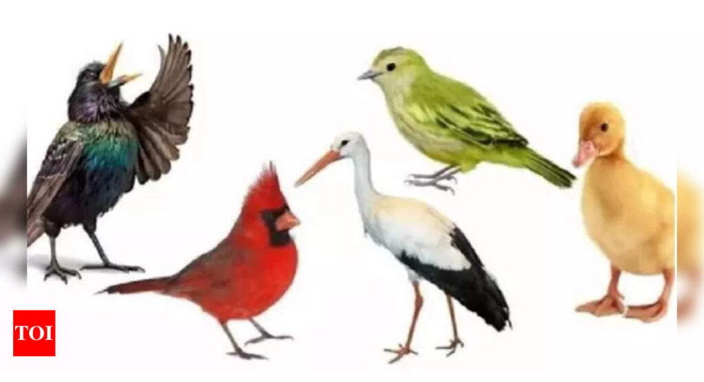 Personality Test: Which bird represents You? Discover your traits!