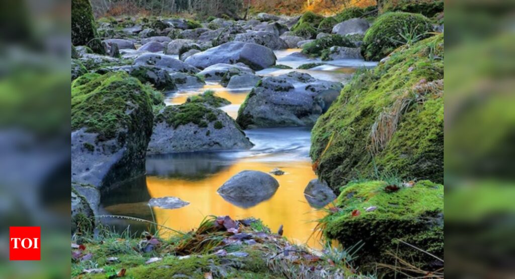 Can you find the Hippo in this river in 10 seconds?