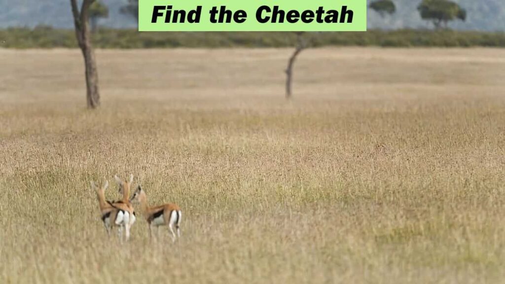 Optical Illusion: Find the cheetah among the gazelles in 11 seconds!