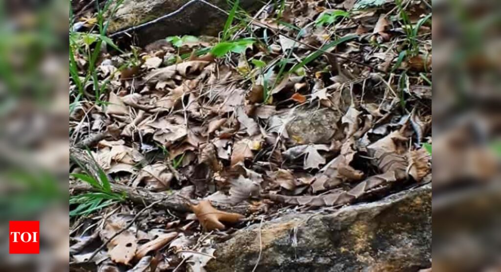 Optical illusion: Can you spot the snake hiding in these dry leaves?