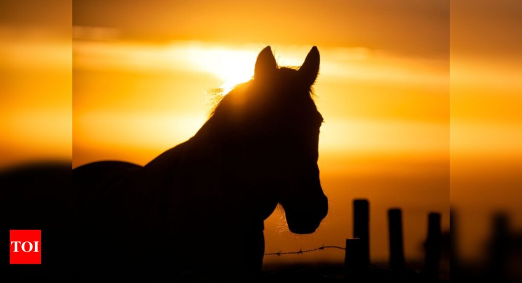 Optical illusion challenge: Is the horse looking at the sunrise or at the camera? The Internet is divided!